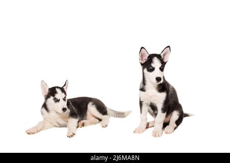 Zwei Welpen Rasse der Schlittenhunde auf weißem Hintergrund Stockfoto