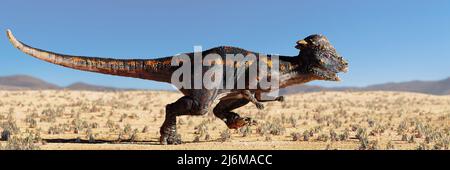 Pachycepalosaurus, Dinosaurier, der in einer Wüstenlandschaft läuft (3D paläoartes Rendering Banner) Stockfoto