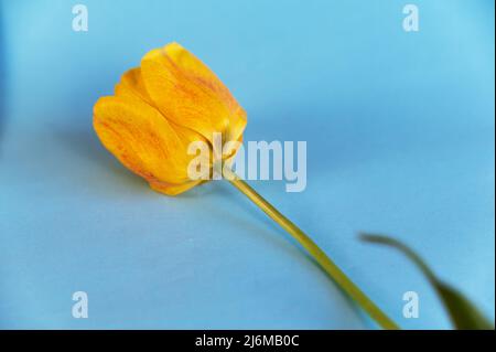 Eine gelbe Tulpe vor blauem Hintergrund. Eine schöne Frühlingsblume liegt auf einer farbigen Oberfläche. Stockfoto