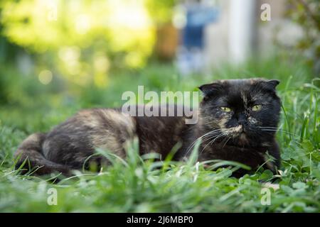 Auf dem sommerlich grünen Rasen im Garten liegt eine lumpohrige Katze. Stockfoto