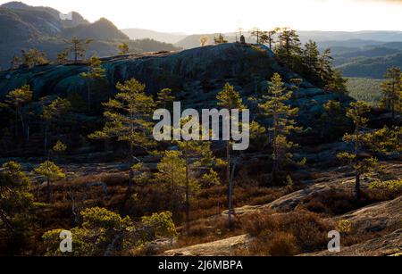 Am frühen Morgen Sonnenlicht auf Kiefern, Pinus sylvestris, in Måfjell in Nissedal, Telemark, Norwegen, Skandinavien. Stockfoto