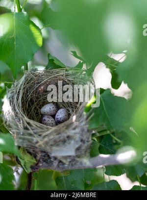 Eier in einem Vogelnest auf einem Baum Stockfoto