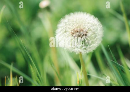 Schöne runde weiße Delandelion Blume Foto Proxy Stockfoto