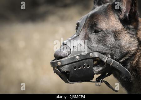 malinois belgischer Schäferhundkopf mit Schnauze zum Schutz Stockfoto