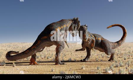 Pachycepalosaurus, Dinosaurier Kopf-butting einander in einer Wüstenlandschaft Stockfoto