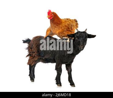 ziege und Huhn vor weißem Hintergrund Stockfoto