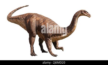 Plateosaurus engelhardti, ein Dinosaurier aus der späten Trias, isoliert auf weißem Hintergrund Stockfoto
