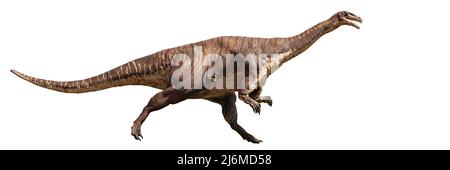Plateosaurus, ein raufender Dinosaurier aus der späten Trias, isoliert auf weißem Hintergrundbanner Stockfoto