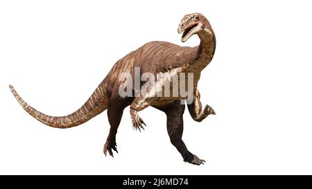 Plateosaurus, Dinosaurier vor 214 bis 204 Millionen Jahren, isoliert auf weißem Hintergrund Stockfoto