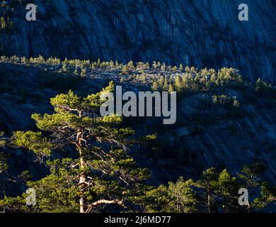 Gestern Abend Sonnenlicht auf Pinien, Pinus sylvestris, in steilem Gelände in Nissedal, Telemark, Norwegen, Skandinavien. Stockfoto