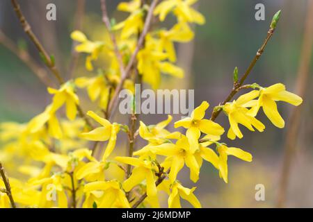 Gelbe Frühlingsforsythia Blüten Nahaufnahme selektiver Fokus Stockfoto