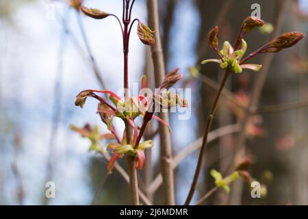 Box Holunder (acer negundo) Knospen und junge Blätter Nahaufnahme selektiver Fokus Stockfoto