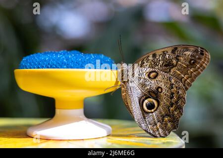 Nahaufnahme der Seite eines Eulenschmetterlings, der auf einer gelben Tasse thront und von einem blauen Schwamm ernährt wird Stockfoto