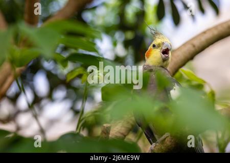 Ein farbenfroher Kakadus-Papagei thront auf einem Ast und wird teilweise von grünen Blättern vor einem Bokeh-Hintergrund versteckt Stockfoto