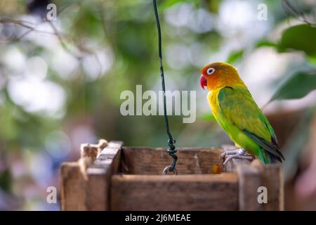 Nahaufnahme eines farbenfrohen Papagei-Papagei, der auf einer Holzkiste thront und von Vegetation umgeben ist Stockfoto