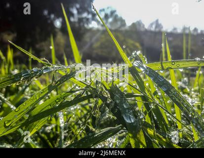 Schönes langes grünes Gras an einem Frühlingstag voller Tau-Tropfen. Dunkler Hintergrund Stockfoto