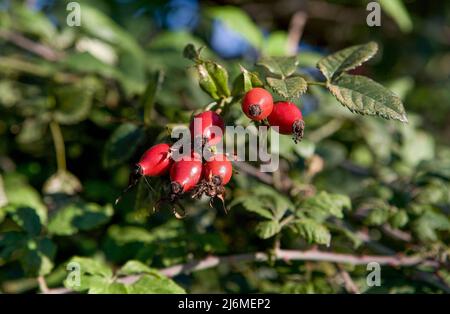 Hagebuttenzweige mit roten Früchten in der Herbstsaison. Valdesalor, Extremadura, Spanien Stockfoto