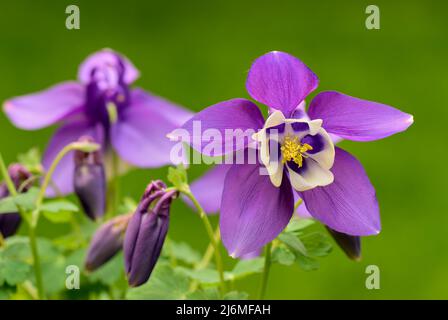 Aquilegia caerulea, lila weiße Blume mit kleinen Knospen und Blättern, aus nächster Nähe. Columbine-Pflanze. Unscharfer natürlicher grüner Hintergrund, Kopierbereich. Slowakei. Stockfoto