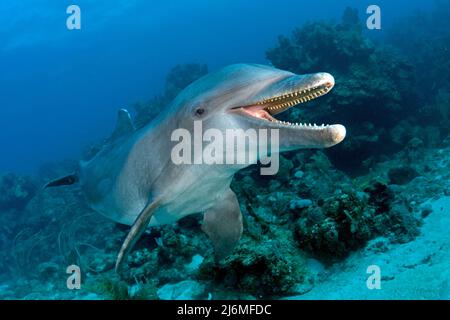 Großer Tümmler (Tursiops trunkatus), in einem Korallenriff, Roatan, Bay Islands, Honduras, Karibik Stockfoto