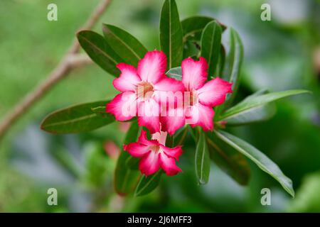 Rosa adenium obesum Blume blüht auf grünen Blättern Stockfoto