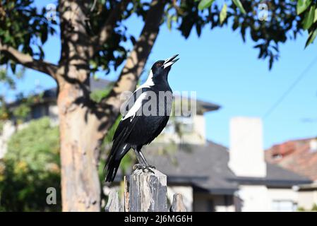 Australische Elster singen, während sie auf einem verfallenden hölzernen Zaunpfosten thronen, mit einem Baum und einem Vorstadthaus im Hintergrund Stockfoto