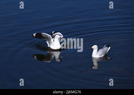 Zwei Möwen, oder Silbermöwen, sitzen in einem See, mit ihren Reflexen sichtbar, kurz nachdem einer der Vögel gelandet ist Stockfoto