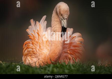 Ein rosa Flamingo sitzt im grünen Gras Stockfoto