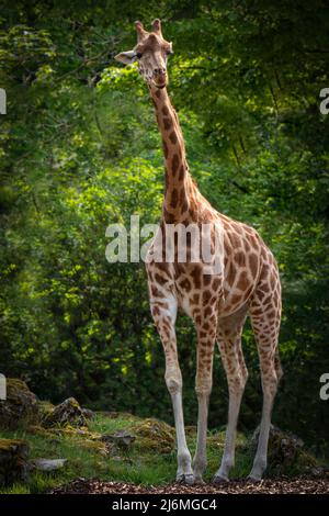 Eine große Giraffe, die im Wald steht Stockfoto