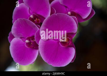 Purpurne Orchideenblüte phalaenopsis, falah. Purpurrote panaenopsis Blüten. Stockfoto
