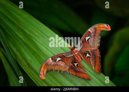 Schöner großer Schmetterling, Riesen Atlas Moth, Attacus Atlas, Insekten in grüner Natur Lebensraum, Indien, Asien Stockfoto