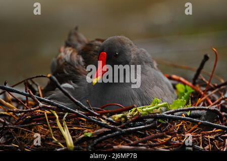 Dunkelgrauer Vogel mit gelbrotem Schnabel gemeiner Moorhuhn, Gallinula chloropus, der mit Eiern auf dem Nest sitzt Stockfoto