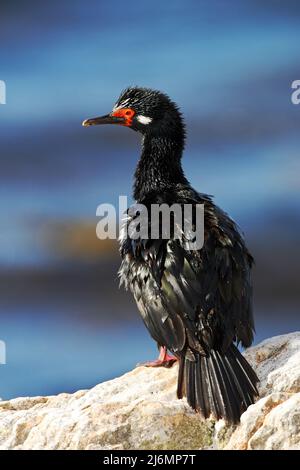 Rock Shag, Phalacrocorax magellanicus, schwarz-weißes Kormoran mit rotem Schnabel auf dem Stein, blaues Meer im Hintergrund, Falklandinseln, Wate Stockfoto