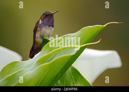 Vulkan Kolibri, Selasphorus flammula, kleiner Vogel in den grünen Blättern, Tier in der Natur Lebensraum, Bergtropenwald, Tierwelt, Costa Rica Stockfoto