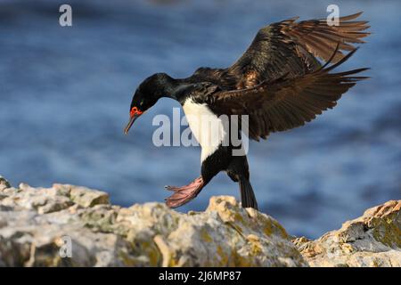 Rock Shag, Phalacrocorax magellanicus, Kormoran im Flug, dunkelblaues Meer und Himmel, Action-Szene mit Seevögel. Vogel in der Natur Lebensraum. Landung auf Stockfoto