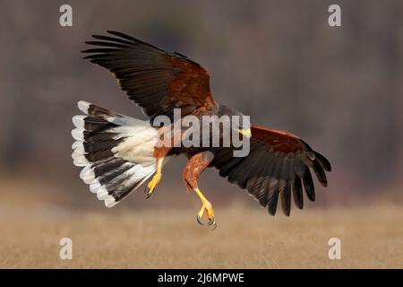 Fliegender Greifvogel, Harris Hawk, Parabuteo unicinctus, Landung Stockfoto