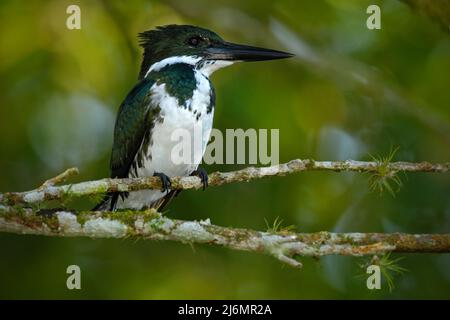 Amazonas-Eisvögel, Chloroceryle amazona. Grüner und weißer Eisvögel, der auf dem Ast sitzt. Eisvögel in der Natur Lebensraum in Costa Rica Stockfoto