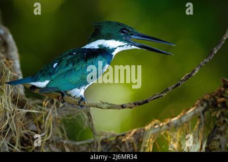 Amazonas-Eisvögel, Chloroceryle amazona. Grüner und weißer Eisvögel, der auf dem Ast sitzt. Eisvögel in der Natur Lebensraum in Costa Rica, Kingfi Stockfoto