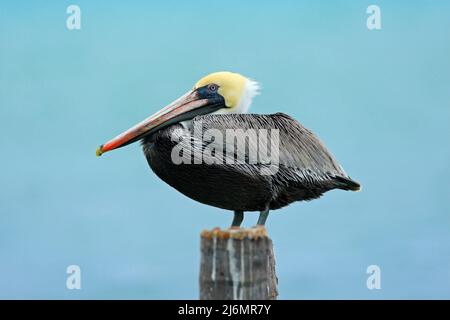 Brauner Pelikan, Pelecanus Occidentalis, Florida, USA Stockfoto
