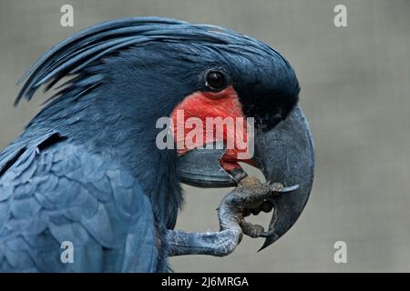 Detailportrait von dunklem Papagei Palmkakadu, Probosciger aterrimus, Talon im Bill, Neuguinea Stockfoto