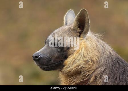 Porträt von Brown Hyena, Parahyena brunnea Stockfoto