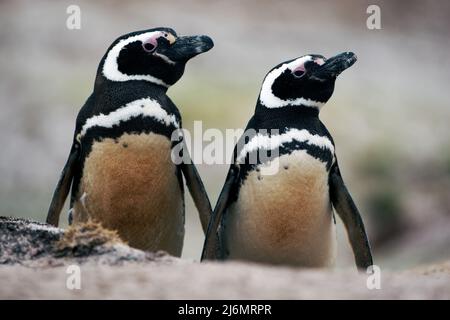 Zwei schmutzige Vögel im Erdloch, Pinguin i nthe Nest. Magellanic Pinguin, Spheniscus magellanicus, Brutzeit. Tiere im Naturlebensraum, Ar Stockfoto