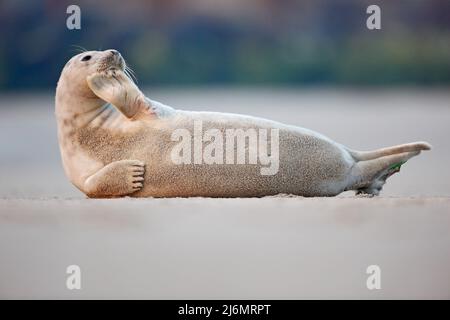 Atlantic Grey Seal, Halichoerus grypus, Detailportrait, am Sandstrand, niedliches Tier im Naturküstenhabitat, Frankreich Stockfoto