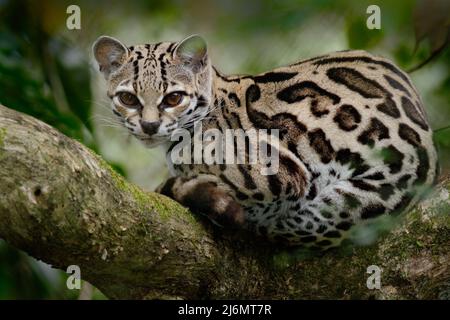 Margay, Leopardis wiedii, schöne Katze sitiing auf dem Zweig im tropischen Wald, Panama Stockfoto