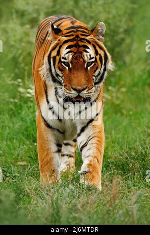 Beutetier Amur oder Sibirischer Tiger, Panthera tigris altaica, im Gras wandern Stockfoto