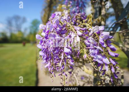 Nahaufnahme der Glyzinien-Blumen Stockfoto