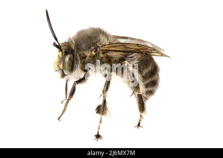 Insekten Europas - Bienen: Makro von männlichen Anthophora crinipes (Pelzbienen) isoliert auf weißem Hintergrund - volle Seitenansicht Stockfoto