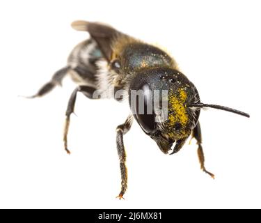 Insekten Europas - Bienen: Vorderansicht - Kopf mit Pollen der weiblichen Osmia caerulescens-Blaumauerbiene, isoliert auf Weiß Stockfoto