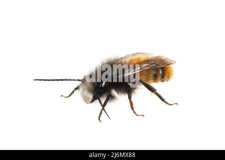 Insects of europe - Bienen: Vorderansicht der männlichen Osmia cornuta Europäische Obstbiene (deutsche Gehoerte Mauerbiene) isoliert auf weißem Hintergrund Stockfoto