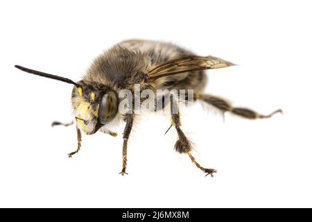 Insekten Europas - Bienen: Makro von männlichen Anthophora crinipes (Pelzbienen) isoliert auf weißem Hintergrund - Vorderansicht Stockfoto