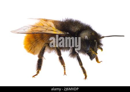 Insects of europe - Bienen: Makro-Seitenansicht der weiblichen Osmia cornuta Europäische Obstbiene (deutsche Gehoerte Mauerbiene) isoliert auf weißem Hintergrund Stockfoto